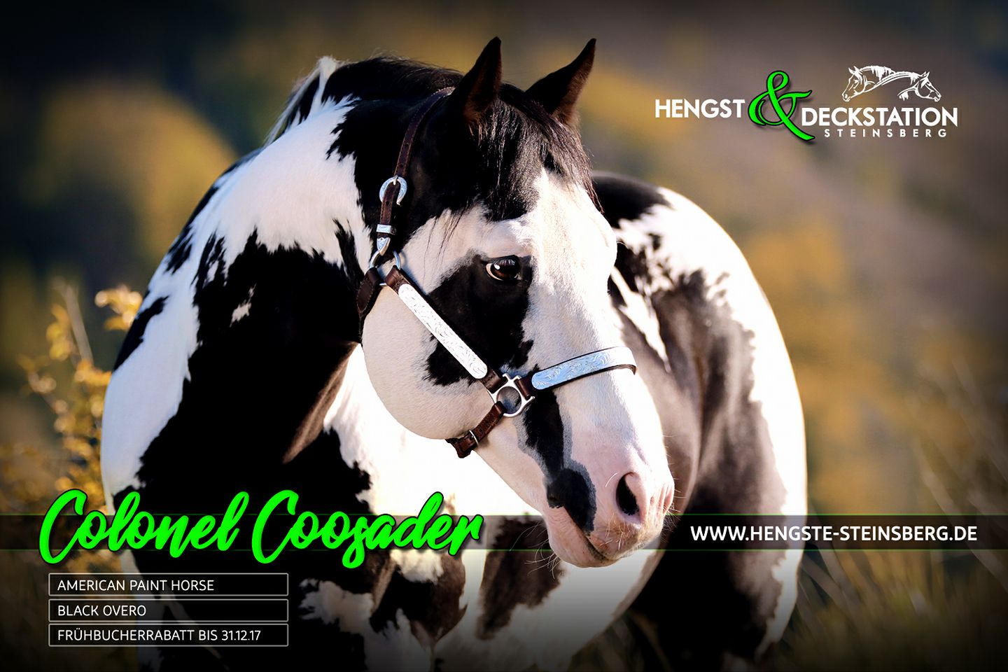 Colonel Coosader (American Paint Horse - Black Overo Stallion)